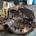 Caja de cambios Citroen C4 1.6 16V 20CQ16 - Imagen 1