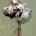 Columna de direccion electrica Kia Ceed 1.4 CRDI - Imagen 1