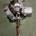 Columna de direccion electrica Kia Ceed 1.4 CRDI - Imagen 2