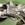 Columna de direccion electrica Opel Meriva 1.6 16V 13153554 - Imagen 2