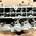 Culata Peugeot 308 1.6 HDI 9HP 9684487210 9684504780 - Imagen 1