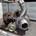 Turbo Ford Focus 1.8 TDDI - Imagen 1